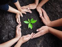 Vier Personen pflanzen gemeinsam eine junge Pflanze